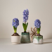 Blå hyacint, 3-pack
