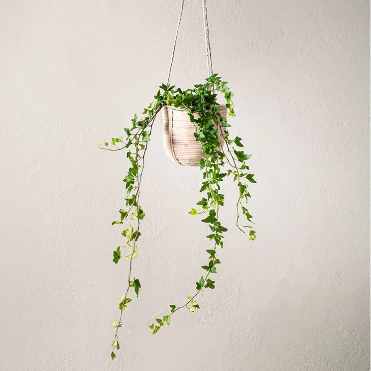 Murgröna 50-60 cm