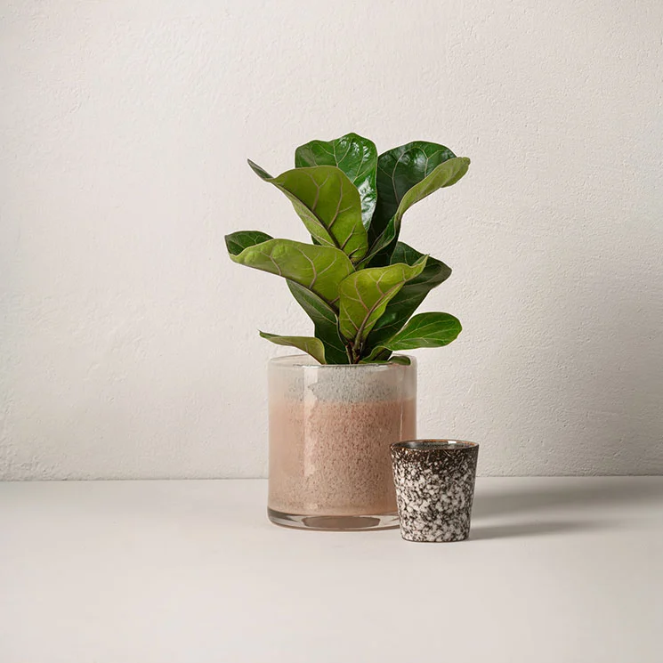 Fiolfikus 30 cm