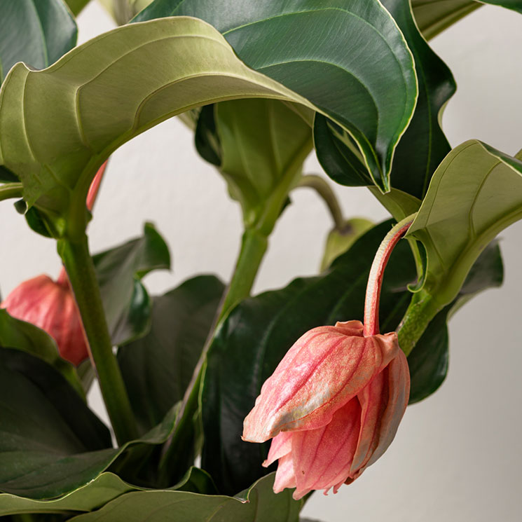 Medinilla