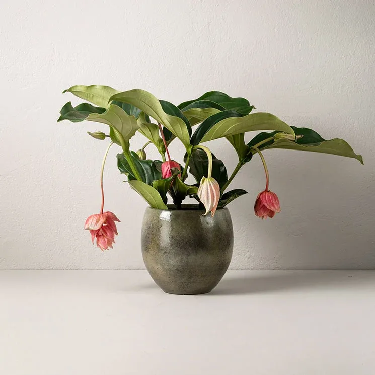 Rosenskärm