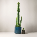 Kaktus Euphorbia erytraea