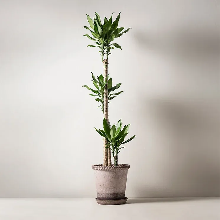 Doftdracena