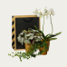 grona-flora-vaxtkasse-vit-orkide-murgrona-bladbegonia-fonstervaxter