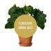 floristens-val-av-krukväxt-interflora