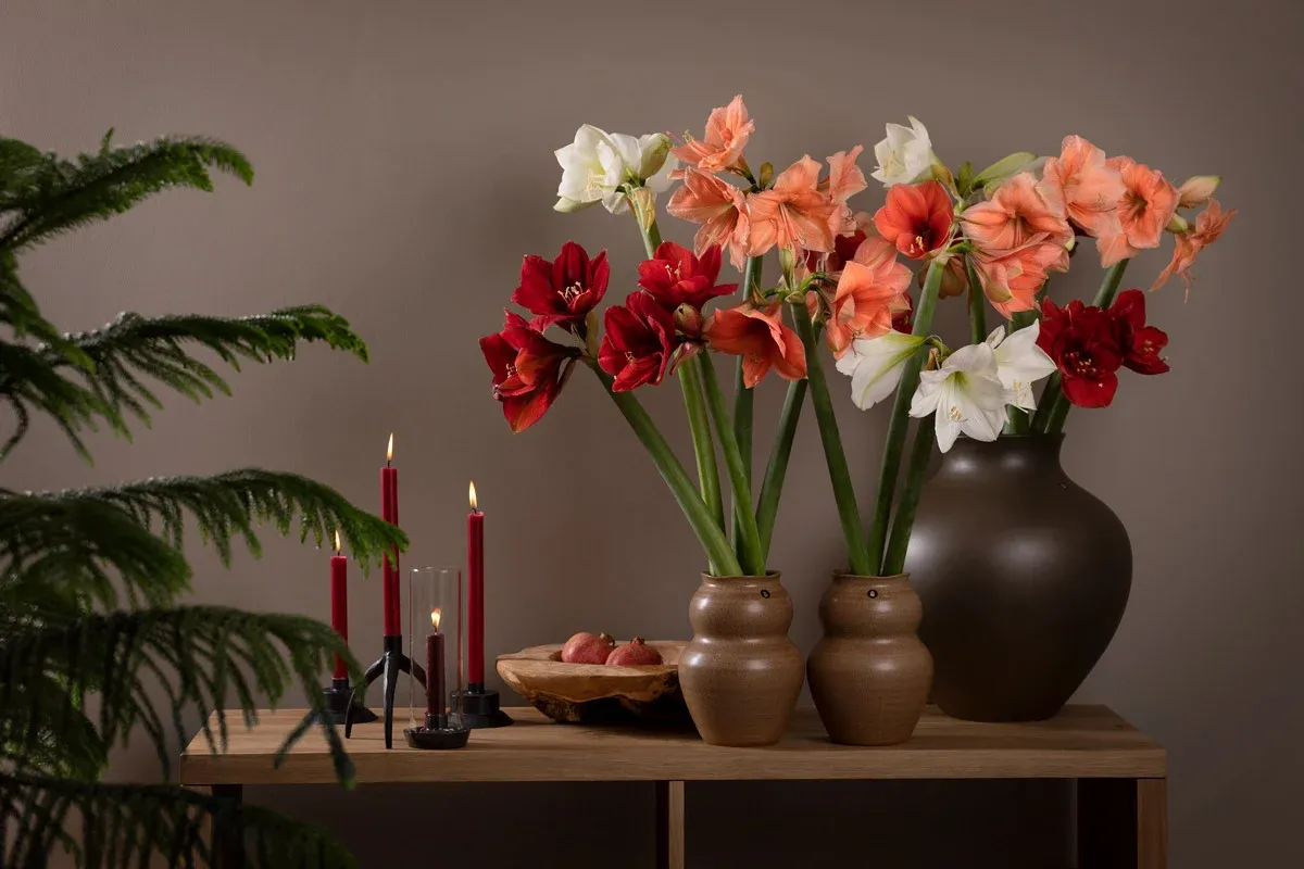 Amaryllis-Blomfakta-Skötselråd-Interflora-Topp.jpg