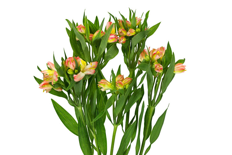 Alstroemeria blommor - Interflora
