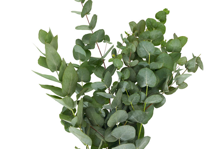 Eukalyptus - Blommor - Interflora