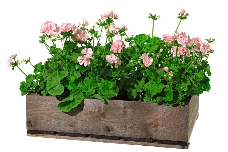 Pelargoner - Krukväxter - Interflora