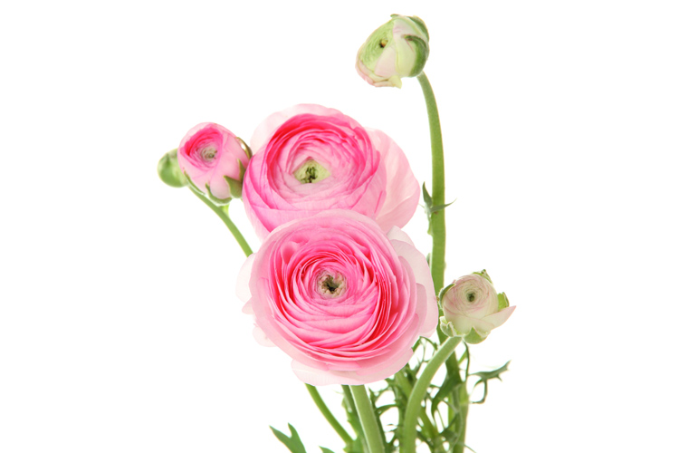 Ranukel - Rosa ranunkler - Blommor - Interflora