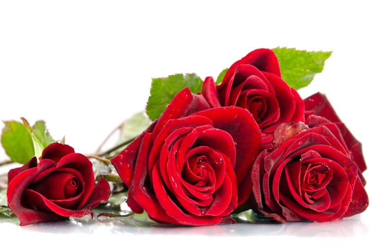 Röda rosor - Blommor - Interflora