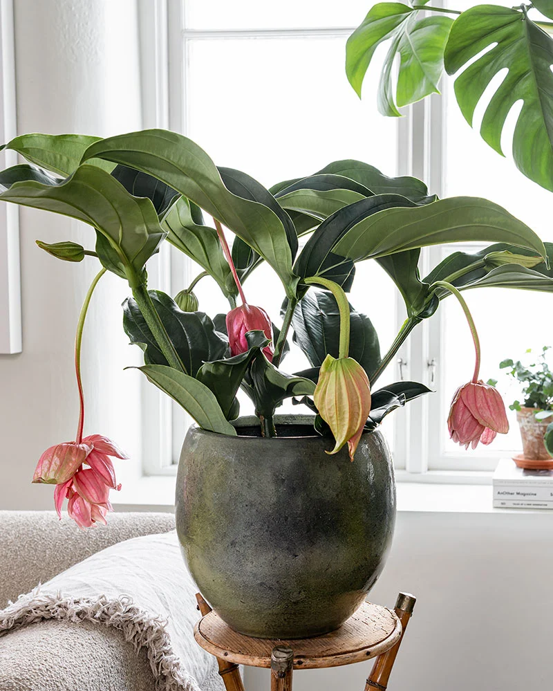 Blomfakta_rosenskarm2.jpg