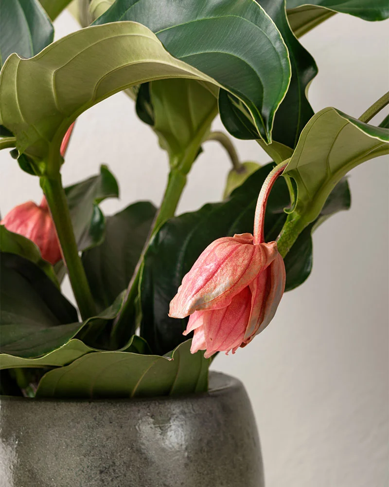 Blomfakta_rosenskarm3.jpg