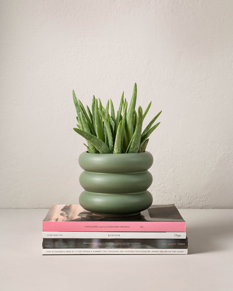 Grönt_hem_med_krukväxter_AloeVera.jpg