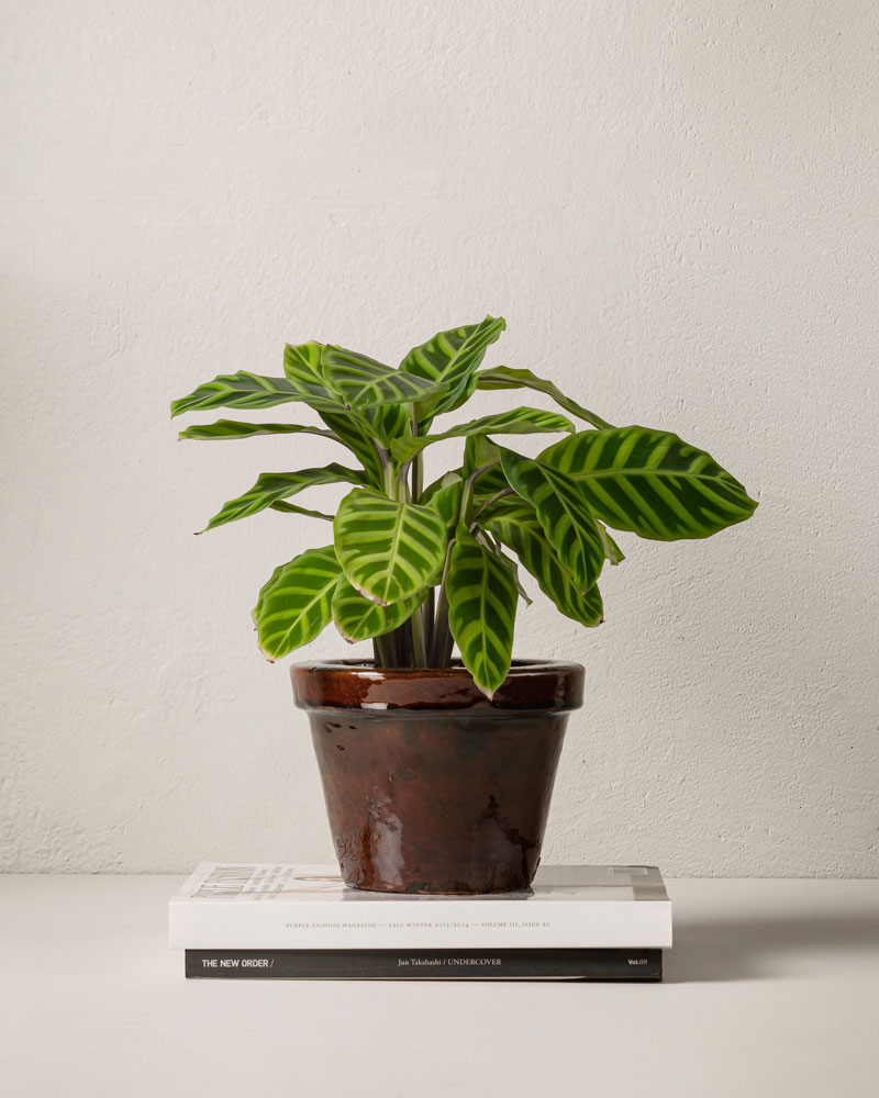 Grönt_hem_med_krukväxter_Calathea.jpg