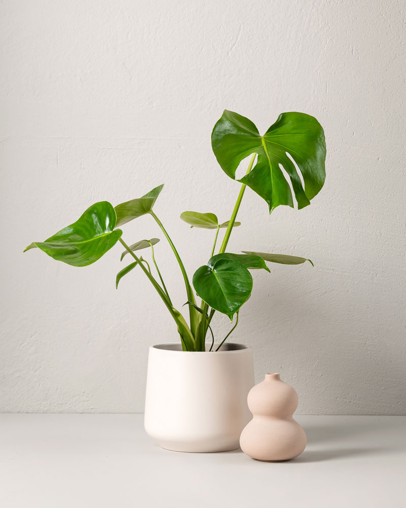 Grönt_hem_med_krukväxter_Monstera.jpg