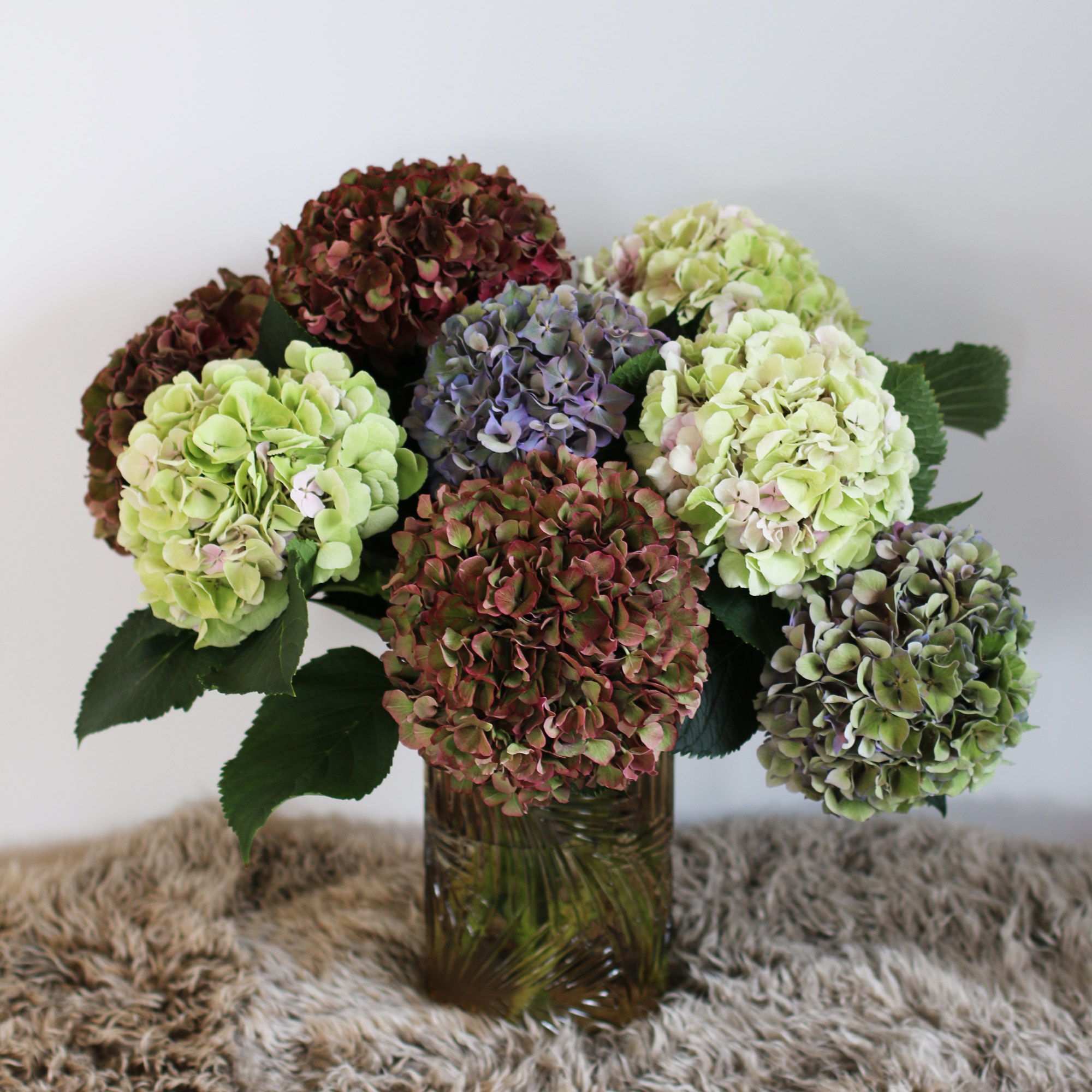 hortensia2.jpg