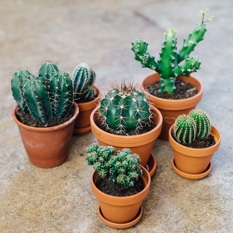 inred-med-små-växter-kaktus.jpg