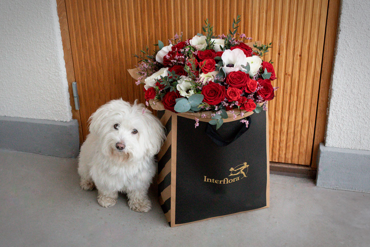 Blommogram-kasse-med-hund-Alla-Hjärtans-dag-2024-2.3.jpg