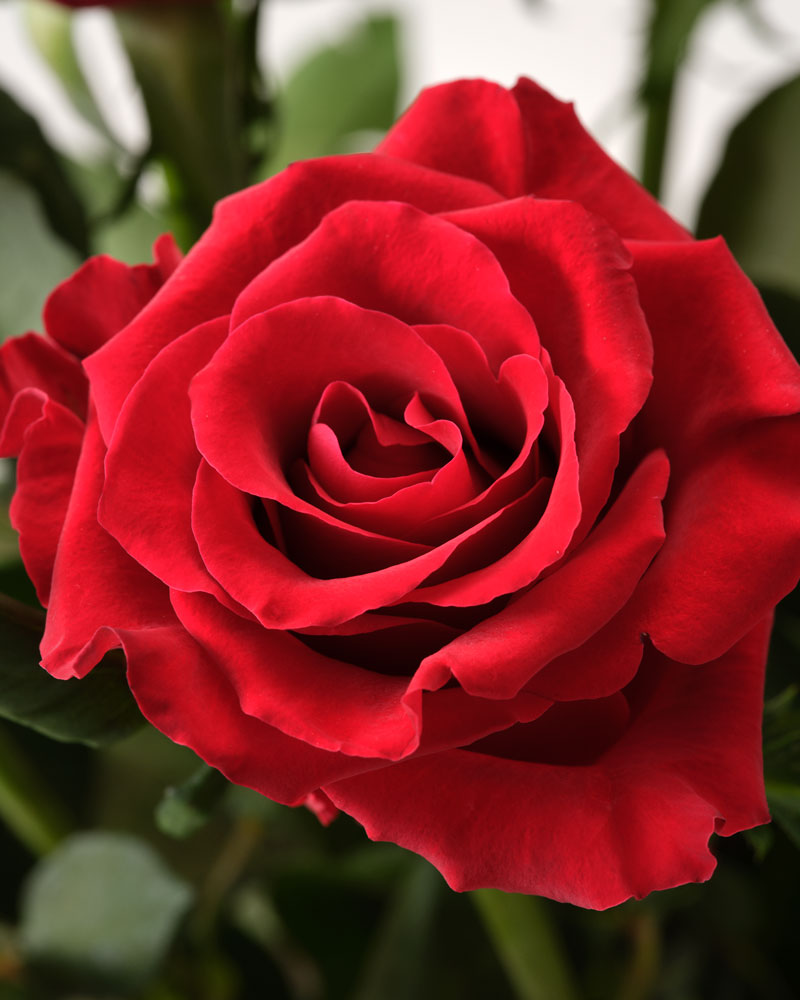 Romantiska-presenter-Röda-rosor.jpg