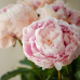 rosa-pioner-interflora-blommor-online