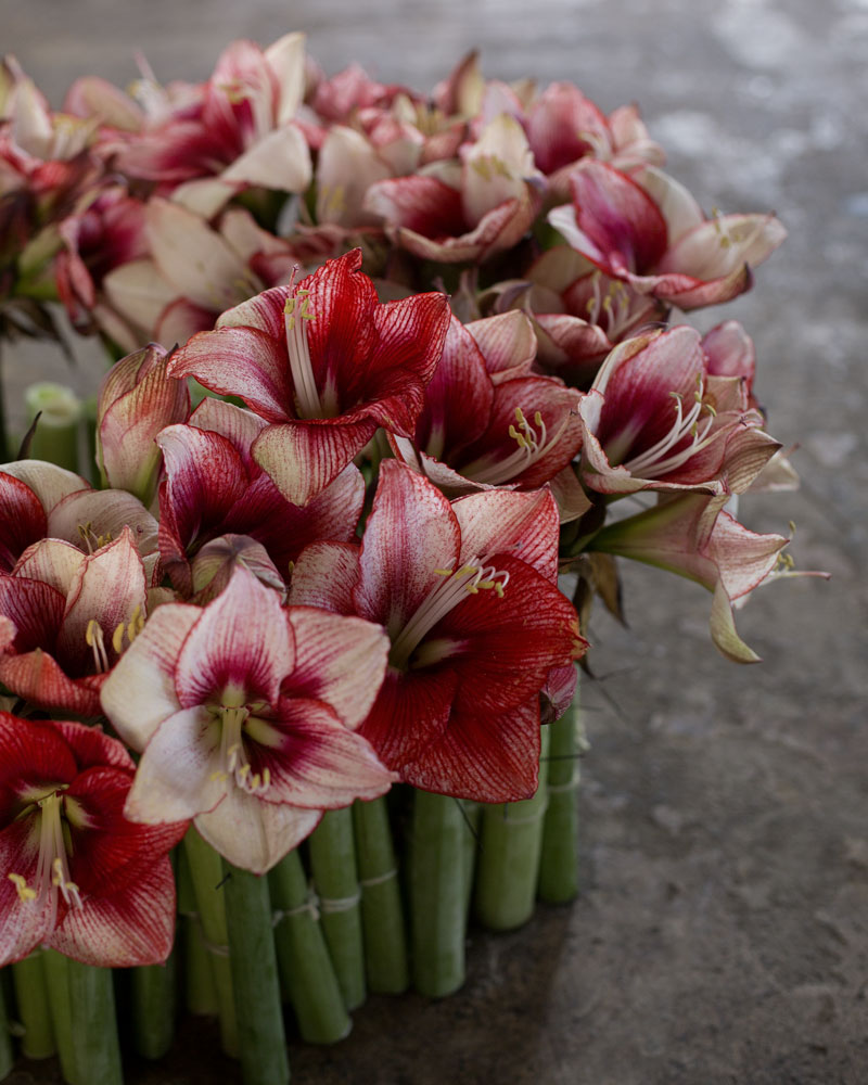 amaryllis name variants