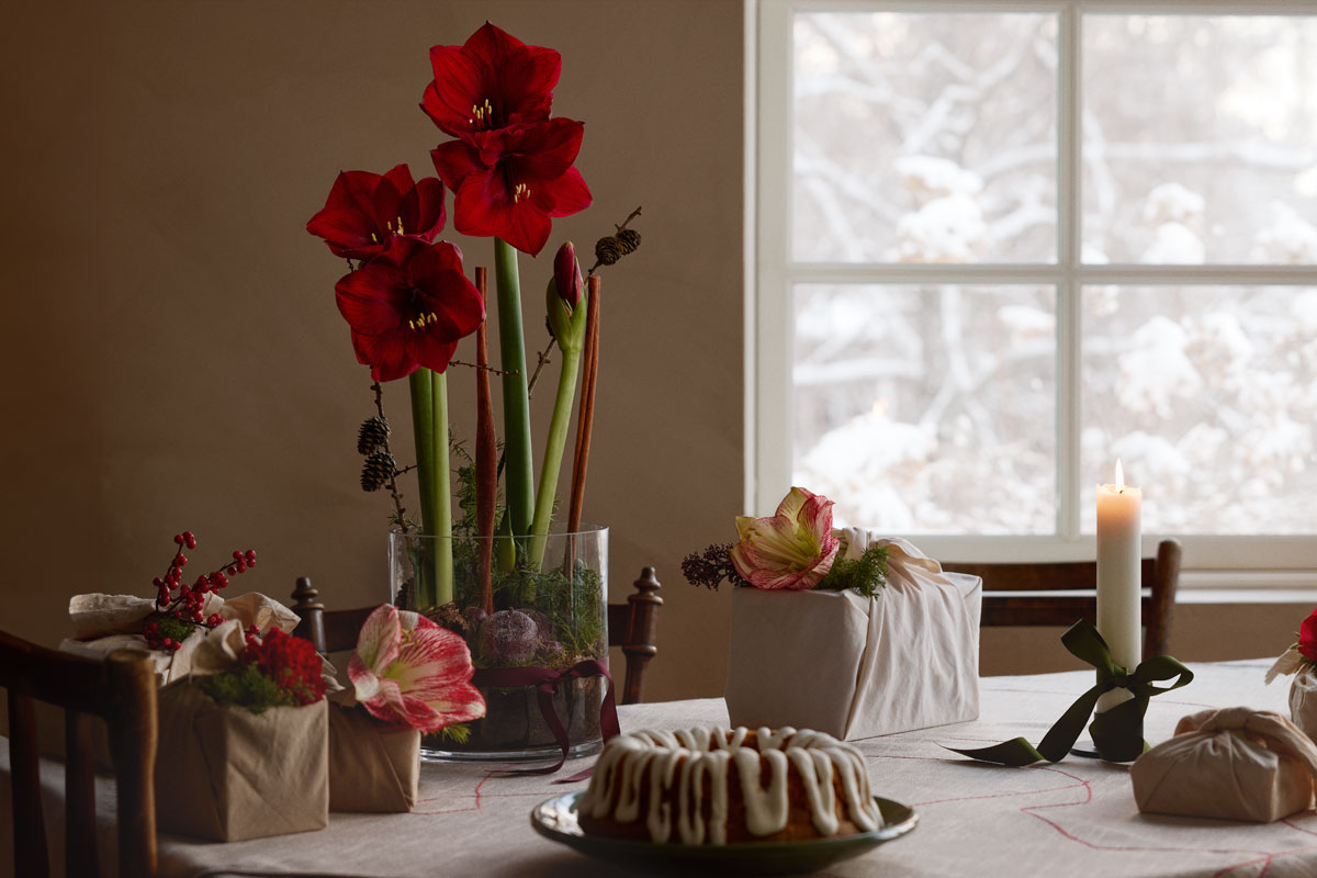 4 sätt att pynta med amaryllis