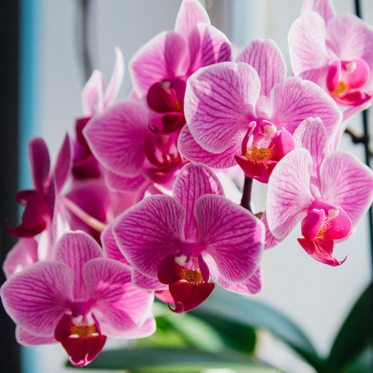 orkide-plantering-shutterstock-5-blommande-växter.jpg