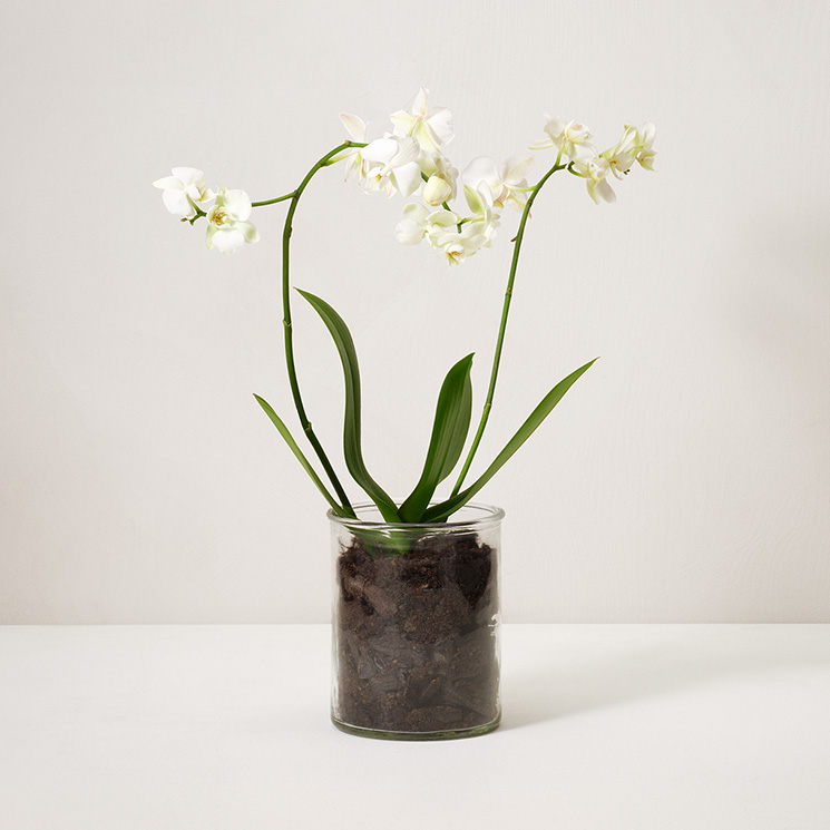 vit-orkide-inspo-artikel-5-blommande-vaxter.jpg