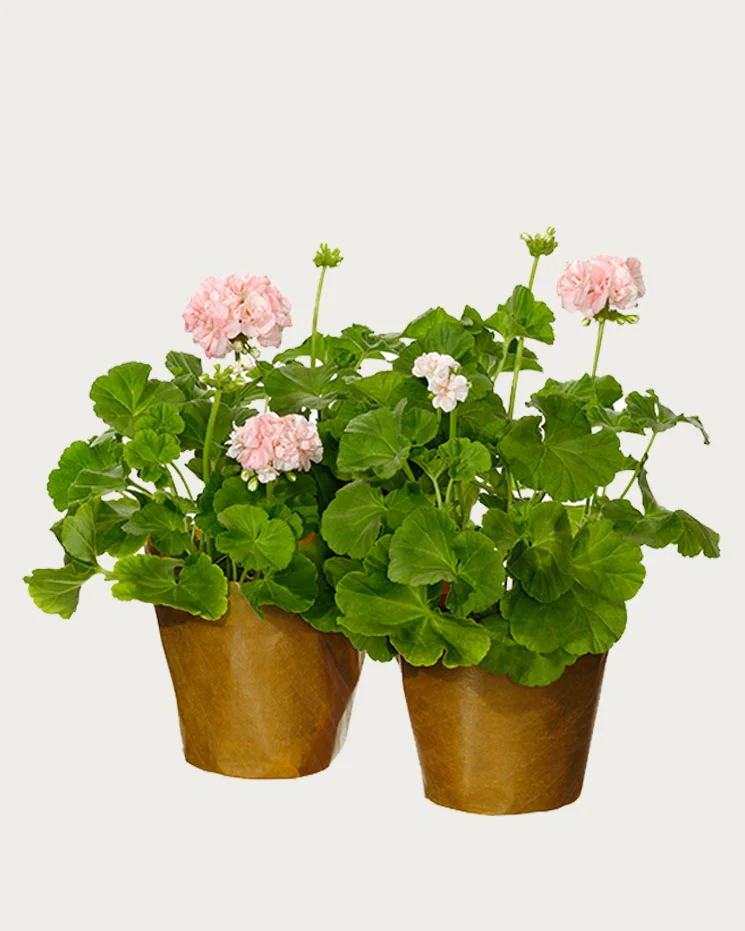 Två pelargoner