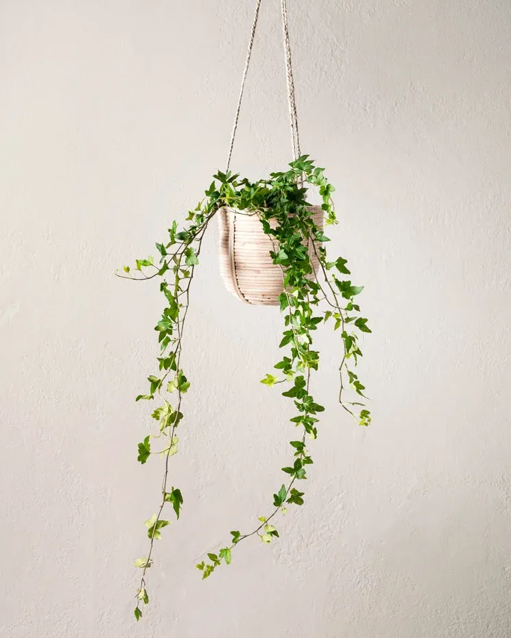Murgröna 50-60 cm