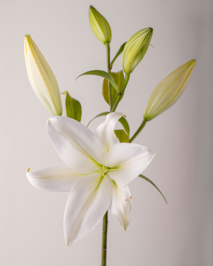 Snittblommor styckvis Lilja, vit, Interflora