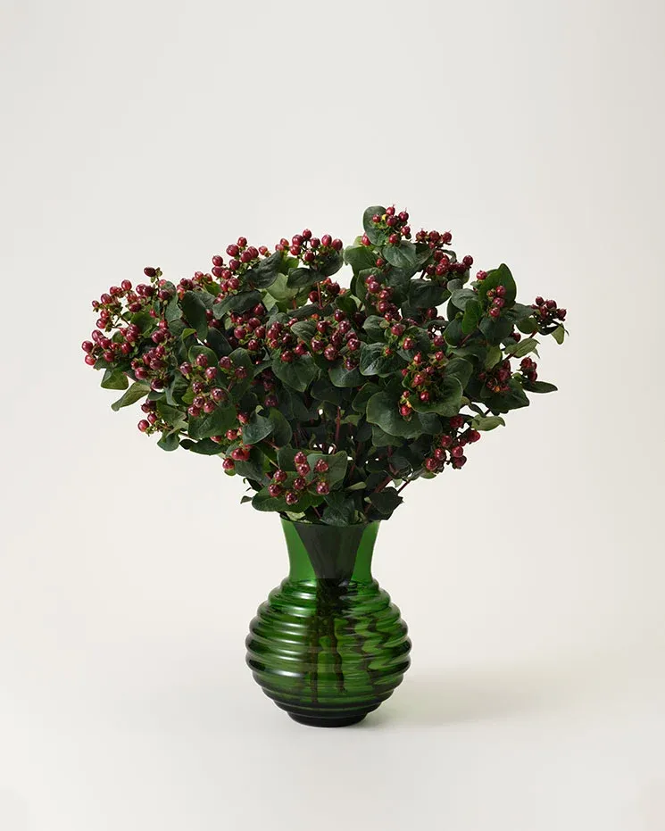 Hypericum () Hypericum