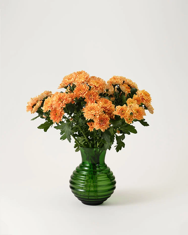 Krysantemum