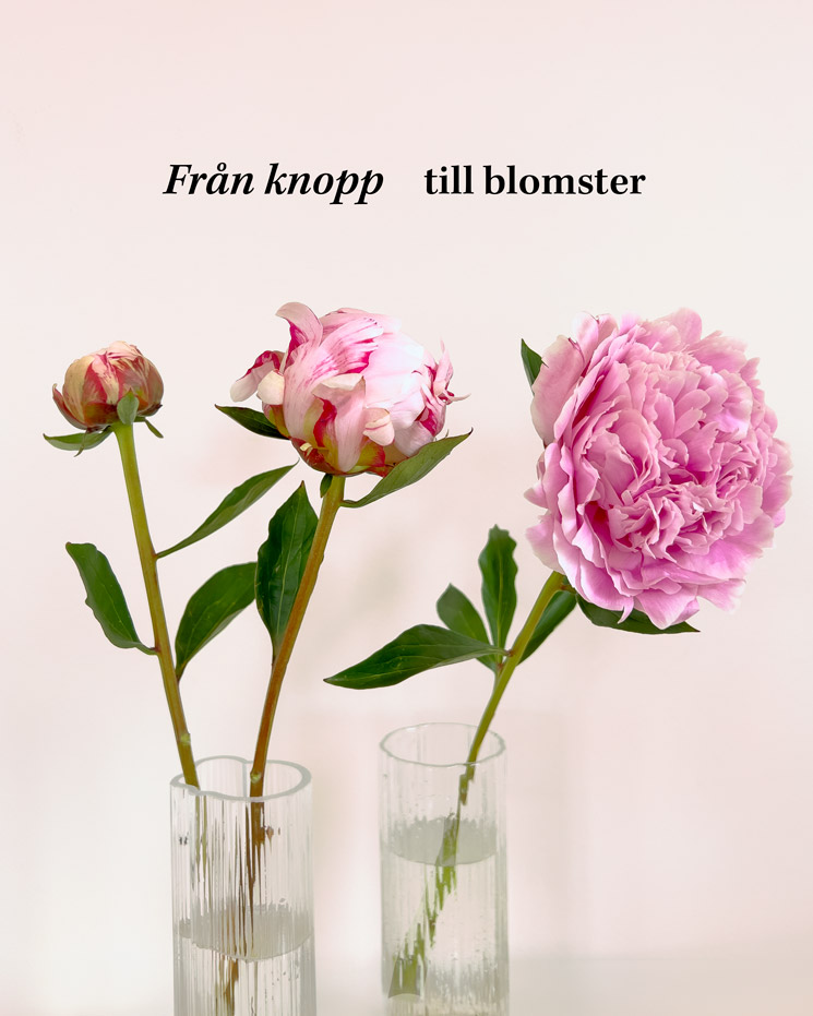 Rosa pioner och siergras