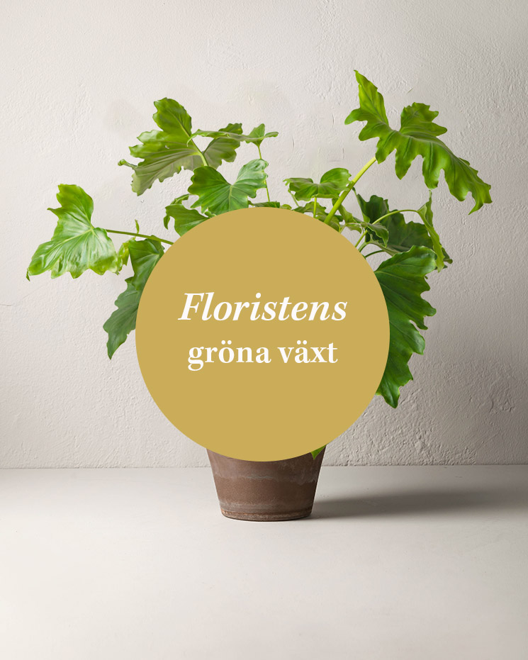 Låt floristen välja en grön, frodig växt till ditt blommogram! Floristens val - grön växt. Den lokala floristen väljer en frodig, grön växt till ditt blommogram. Växtsorter kan variera under olika säsonger och i olika blomsterbutiker.