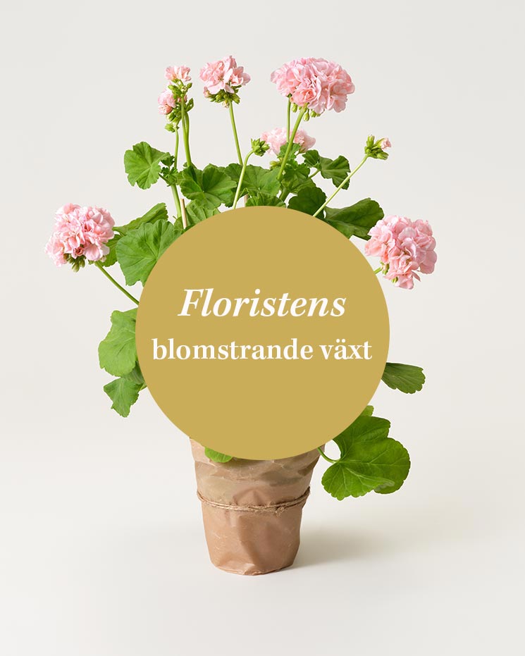 Låt floristen välja en blomstrande växt! Floristens val - blomstrande växt. Den lokala floristen väljer en fin blomstrande växt ur sortimentet. Sort kan variera under olika säsonger och i olika blomsterbutiker.
