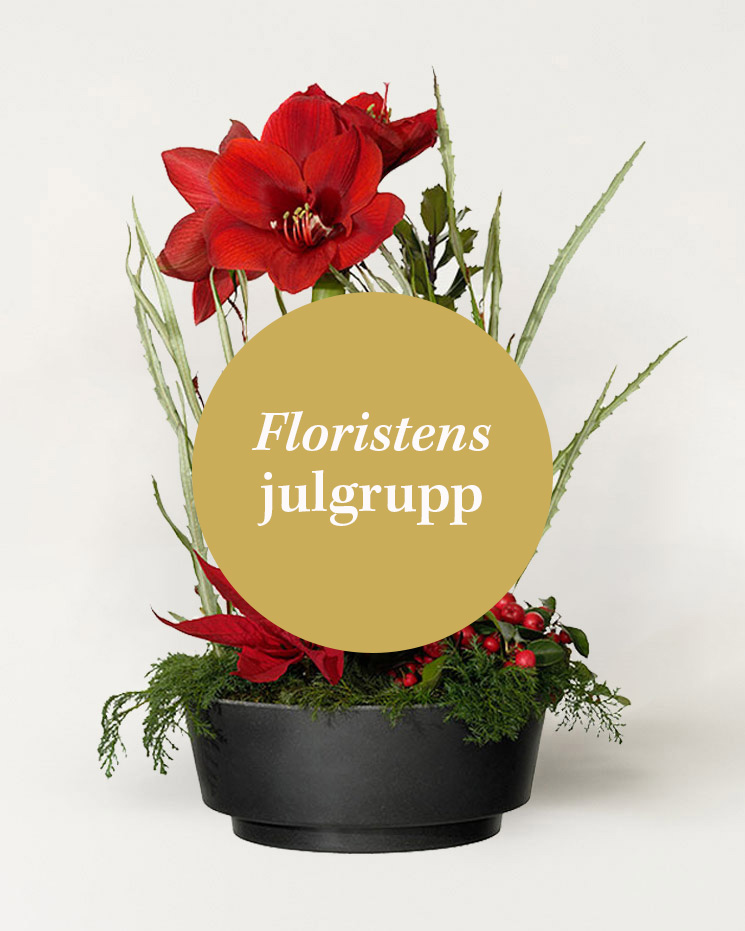 Julgrupp i rund skål - floristen skapar med röda julblommor och grönt. Ett alternativ hos Interflora.