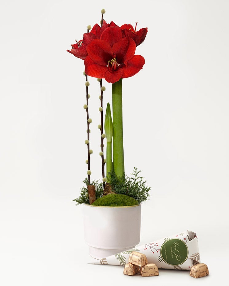 Julamaryllis i kruka med julpraliner Julblommor Interflora