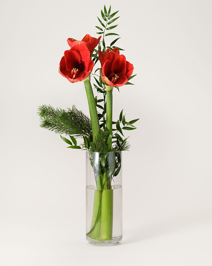 Julbukett med röda snittamaryllis, mjuktall och ruscus. Du hittar julbuketten i Interfloras e-butik.