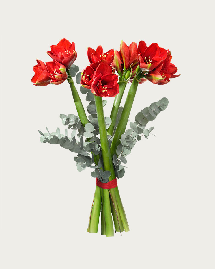 Bukett med röda snittamaryllisar och eucalyptusblad. Blommorna finns i Interfloras e-butik.