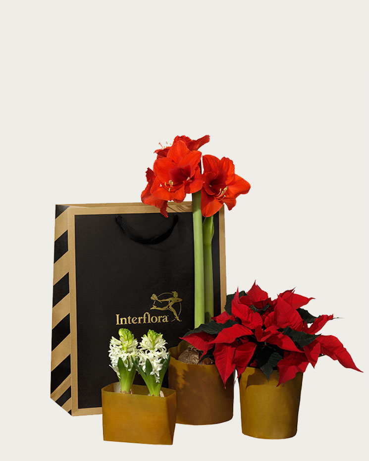 Presentpåse med en röd amaryllis, en röd julstjärna och två vita hyacinter. Ett presentset som ingår i Interfloras julsortiment.