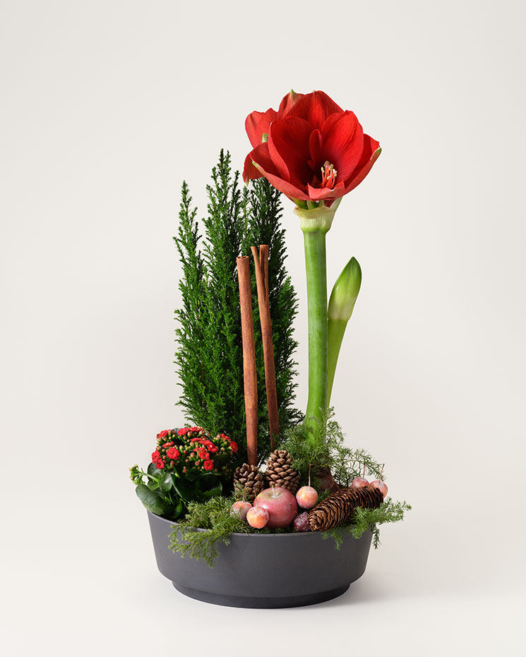 Klassisk julgrupp i rund skål. Innehåller röd amaryllis, röd julglöd, vaxade äpplen och blandat grönt. Skicka blommorna med ett blombud från Interflora.