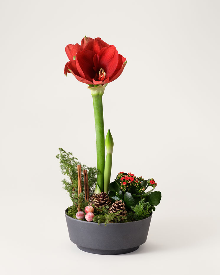 Julgrupp med röd amaryllis, röd julglöd, kottar, kanel, vaxade äpplen och dekorationsgrönt. En julgrupp ur Interfloras julsortiment.