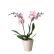 Krukväxt - rosa orkidé i keramikkruka - Interflora