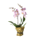 Krukväxter - rosa orkidé, phalaenopsis - Interflora