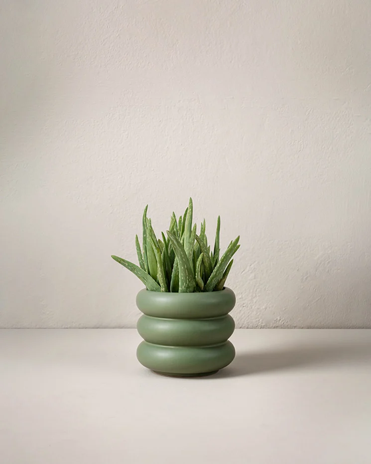 Aloe vera 40 cm