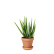 Krukväxt - Aloe vera - Interflora