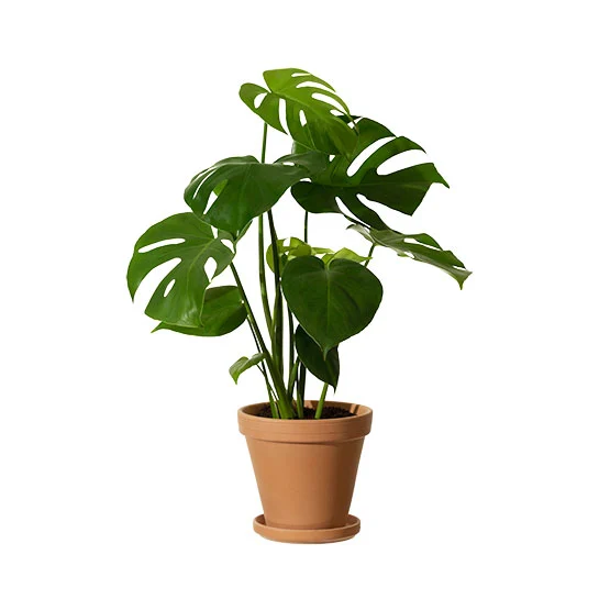 interflora.se | Monstera I Kruka