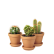 Krukväxter - kaktus i kruka - Interflora